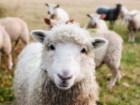 https://www.kindernetz.de/kindernetz-suche-100.html?swx_restriction=&swx_q=tiere
